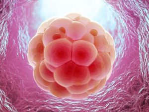 All you need to know about embryo freezing